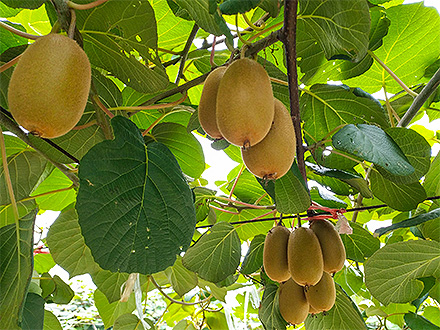 爱游戏手机版基地展示四